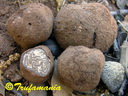 Tuber panniferum